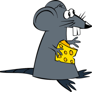 rat service dératisation