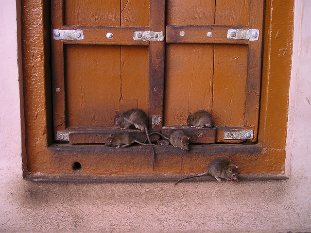 rats sur une fenetre